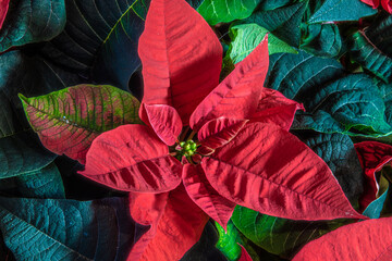 Christmas flower the poinsettia plant with bright red leaves, huge sized leaf and flower filling the whole frame for background, wallpaper, xmas, festive season. 