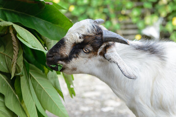 White goat munching on leaves in Nepal.