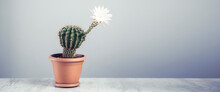 Flowering Cactus On Grey Table