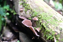 Wood Mushroom. Brown Wood Fungus Grows On Old Wood Branches.
