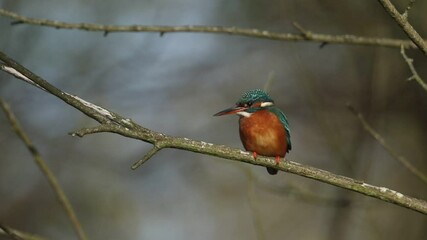 Wall Mural - A beautiful hunting female Kingfisher, Alcedo atthis, perching on a twig that is growing over a river. It has been diving into the water catching fish to eat.