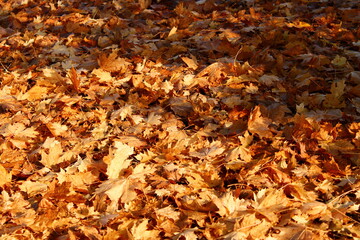 autumn leaves background