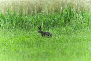 Hare in a meadow