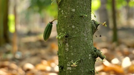 Wall Mural - The cocoa tree with fruits, Cocoa-pods grow on the tree, cacao plantation in Thailand, Cocoa fruit hanging on the tree in the rainy season, Organic Cacao Tree in nature.