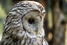 Portrait Of A Ural Owl