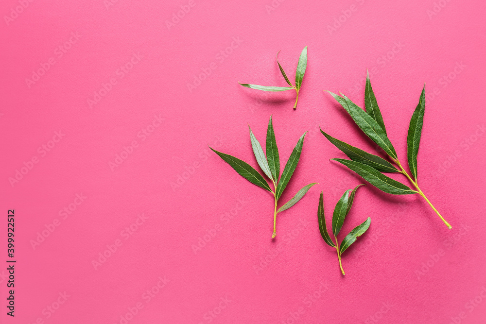 Fresh green leaves on color background