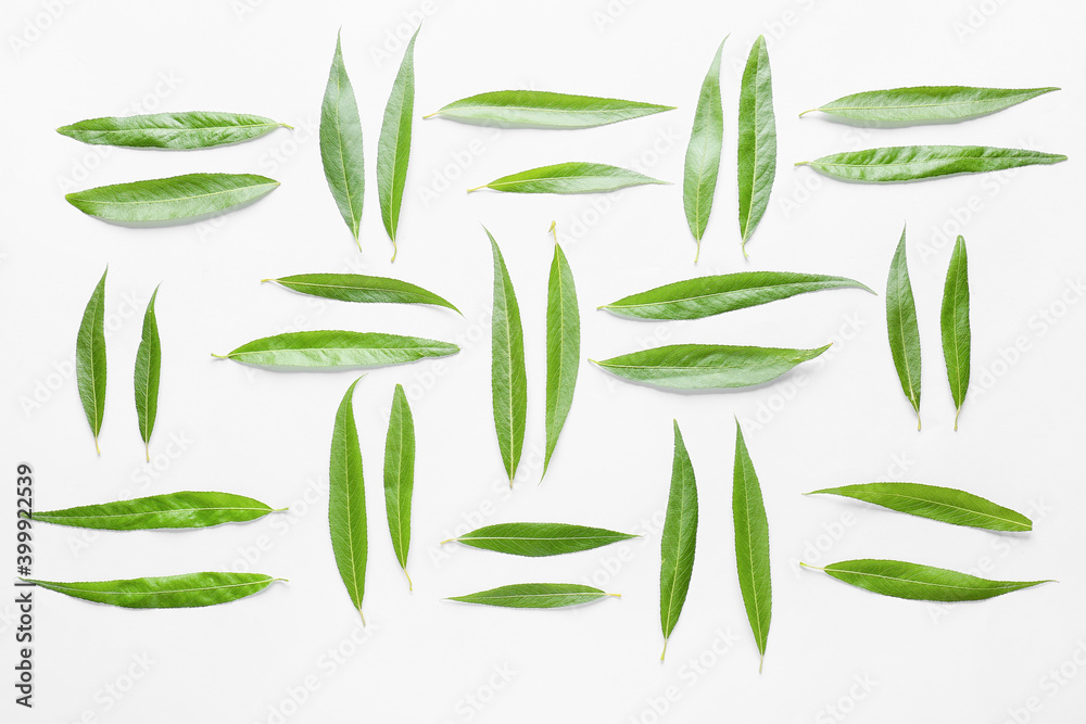 Fresh green leaves on white background