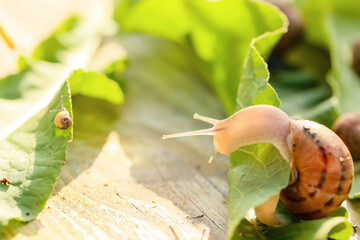 Snail on green leaf outdoors