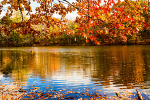 Fall Colors And Reflections In Birge Pond In Bristol, Connecticut.