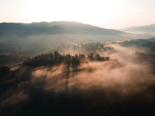 The sunrise and the fog in the forest