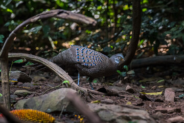 Sticker - Grey Peacock-Pheasant, Birds of Thailand