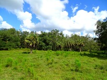 North America, United States, Florida, Collier County, Big Cypress Reservation And Billie Swamp Safari