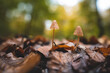 tiny mushroom in a colorful forest