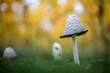 shaggy ink cap mushroom on a green lawn