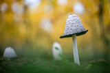 Fototapeta Sawanna - shaggy ink cap mushroom on a green lawn