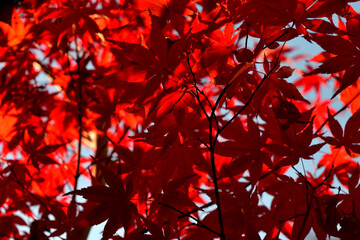 Sticker - Japanese palmate maple with its distinctive red leaves during the fall season.