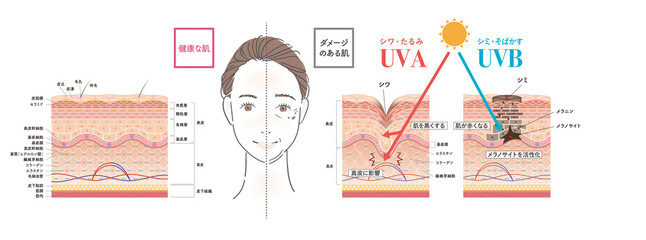 Poster - cross section of the skin 1 front