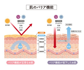 Poster - cross section of the skin 5 front