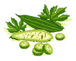 Bitter melon vegetables with green leaf. Good organic food for healthy. Bitter gourd vector design