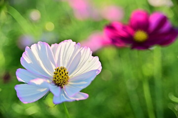 Wall Mural - Close-up of beautiful cosmos flowers against the blurred flowers field.