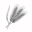 Wheat barley spikelets Hand drawn vector illustration. Sketch rye ears. Engraved bakery logo or cereal crop symbol,