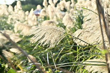 Wall Mural - An isolated, dense clump of Chinese silver grass sways in the autumn wind on a sunny day.