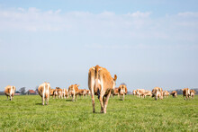 Jersey Cows Walking Away, Seen From Behind, Stroll Towards The Horizon, With A Soft Blue Sky With Some White Clouds.