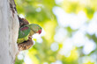 Alexandrine parakeet at its nesting hole