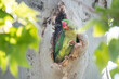 Alexandrine parakeet at its nesting hole