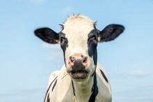 Funny Cow, Calling Indignant, Black And White Pink Nose And In Front Of A Blue Sky, Head With Mouth Open Drooling