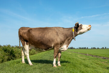 Sticker - Cow is mooing with her head lifted, red and white in a pasture and a horizon.