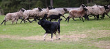 Fototapeta Zwierzęta - A flock of sheep with a shepherd and a dog.