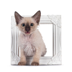 Aufkleber - Pretty Chocolate Tonkinese Pointed LaPerm cat kitten in photo frame. Looking towards camera with green eyes and mouth open smiling. Isolated on white background.