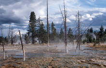 Lake With Hot Springs And Dead Trees, Yellowstone National Park, USA