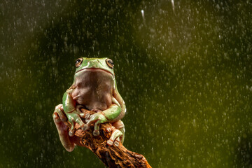 Canvas Print - White's Tree Frog (Litoria caerulea)