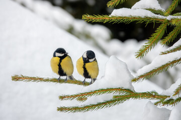 two tits are sitting on a spruce branch in a snowy winter