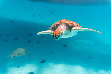 Wall Mural - Amazing shot of a sea turtle swimming in the crystally clear water