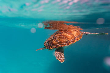 Wall Mural - Amazing shot of a sea turtle swimming in the crystally clear water