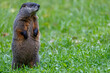 Groundhog (Marmota monax), also known as a woodchuck, feeding on grass during summer. Selective focus, background blur and foreground blur. Copy Space
