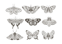 Boho Vintage Vector Art Design With Bohemian Butterfly. Isolated Insect Icon Set In Simple Style, Hand Drawn Illustration Ornate Collection, Black On A White Background.