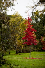A Special Red Tree Surrounded By Green Grass And Some Others Green Trees In A Cloudy Day.