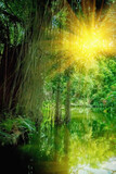 Fototapeta Natura - The wild nature. Beautiful landscape of  tropical forest with the river with reflection of sunlight at hot summer day. Vertical image.