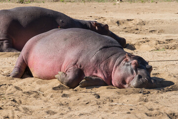 sunburned pink hippo sleeping in the sand of a river bank with little red-billed oxpecker bird in kr