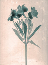 Lilies Flowers. Daguerreotype Style. Film Grain. Vintage Photography. Botanical Negative X-rays Scan. Canvas Texture Background. Vintage, Conceptual, Old Retro Aged Postcard. Sepia, Beige, Grey