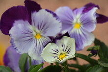 Purple And Yellow Pansy