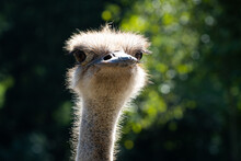 
Ostrich Head In Sunlight. Struthio Is A Genus Of Bird In The Order Struthioniformes, Whose Members Are The Ostriches.