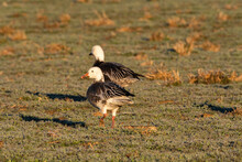 Pair Of Snow Geese Gathering Food In A Grassy Field