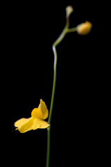 Wall Mural - Flower of Zigzag Bladderwort (Utricularia subulata)