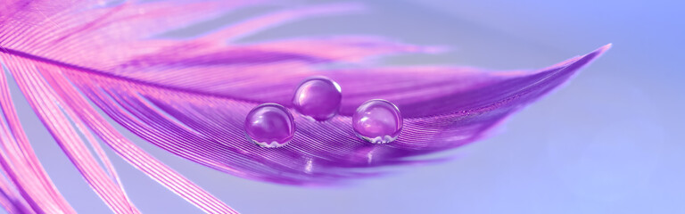 Wall Mural - close-up water drops on a purple feather, banner. beautiful abstract macro. stylish art image. selec