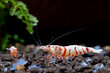 Red fancy tiger dwarf shrimp with main white color on aquatic soil with other dwarf shrimp in fresh water aquarium tank. Red fancy tiger shrimp are a mix between tiger and crystal red shrimp.